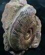 Hammatoceras Ammonite From France #7823-2
